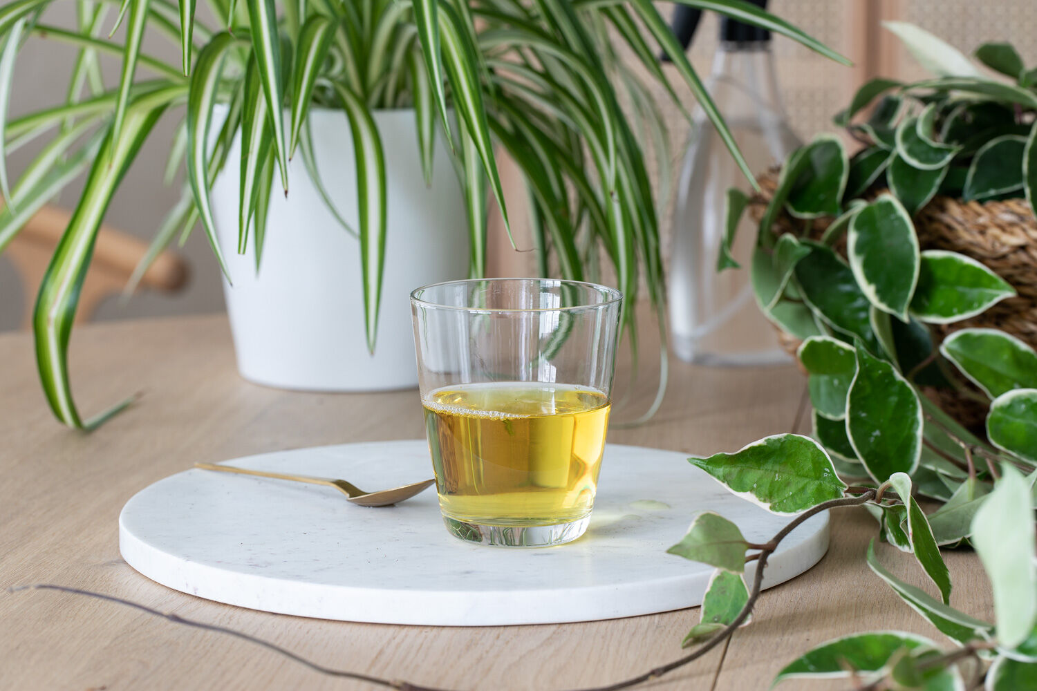 Stelletips gr&oslash;nne planter